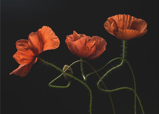 Around Midnight #2 | Poster