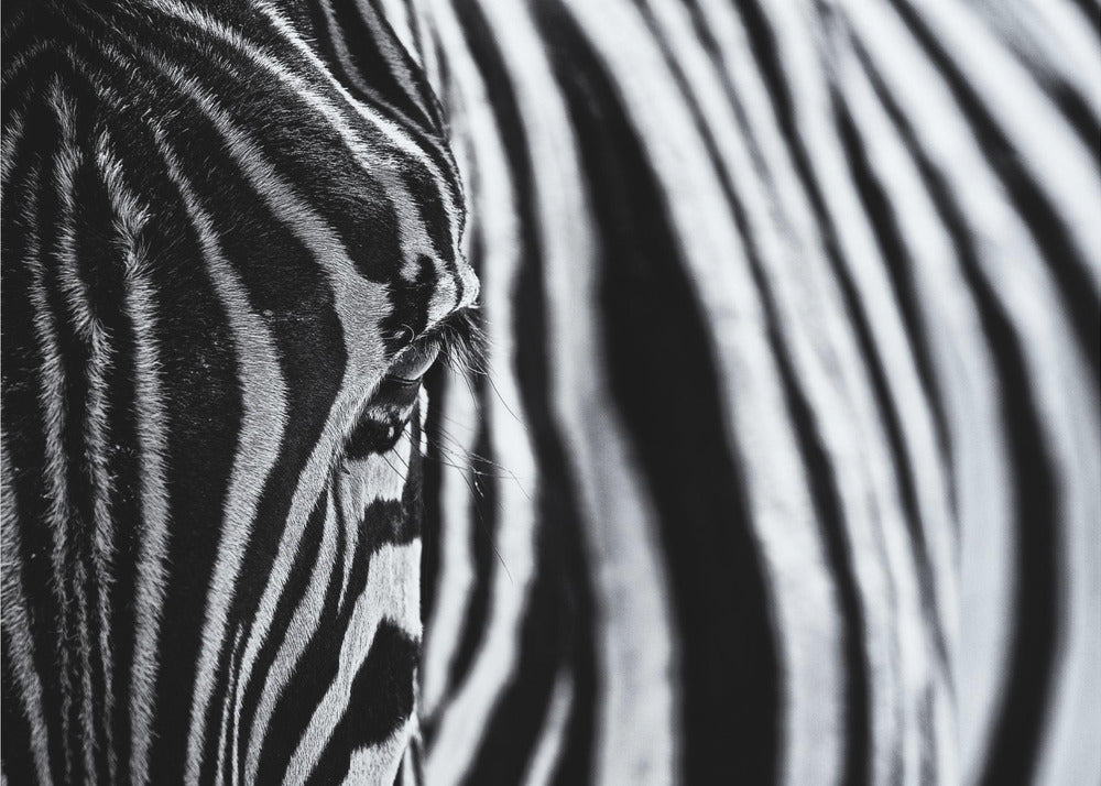 The look of nature | Poster