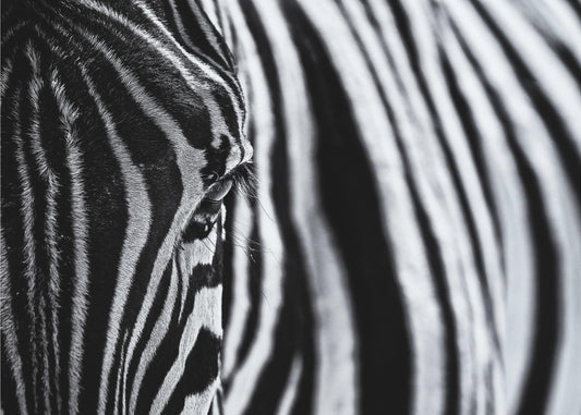 The look of nature | Wallpaper