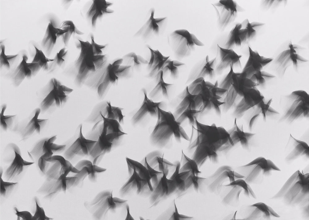 Birds | Wallpaper