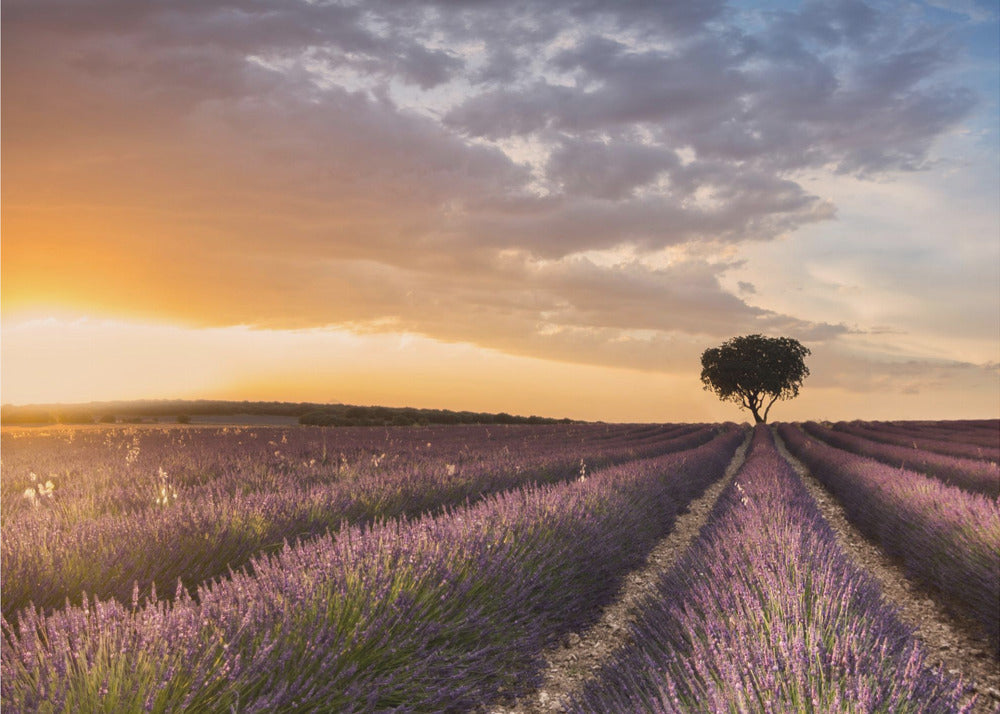 DESTINATION LAVENDER | Canvas