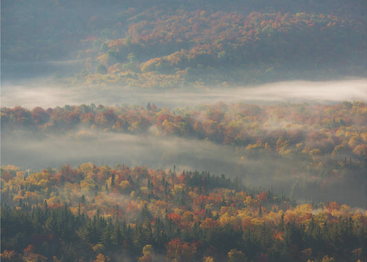 Misty Morning | Poster