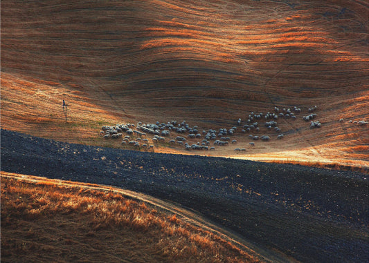 Il gregge 3 | Canvas