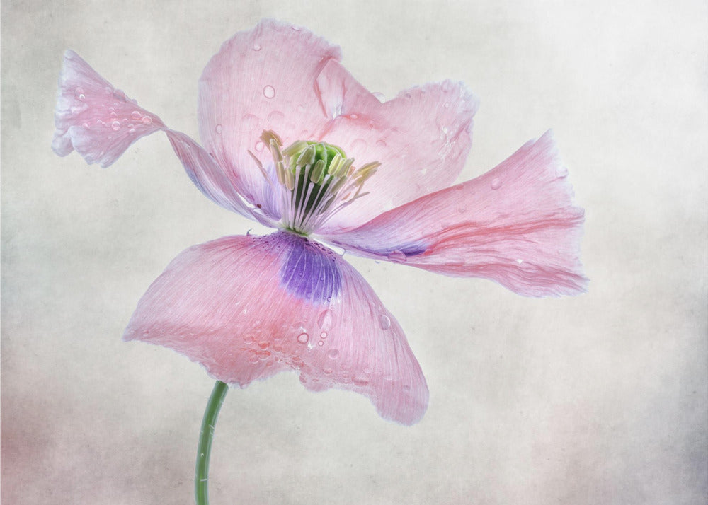 Pastel poppy | Canvas