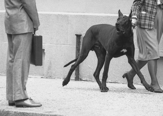 Great dane bodyguard (from the series &quot;Boy meets girl&quot;) | Wallpaper