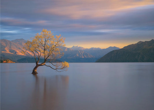 Morning Glow | Canvas