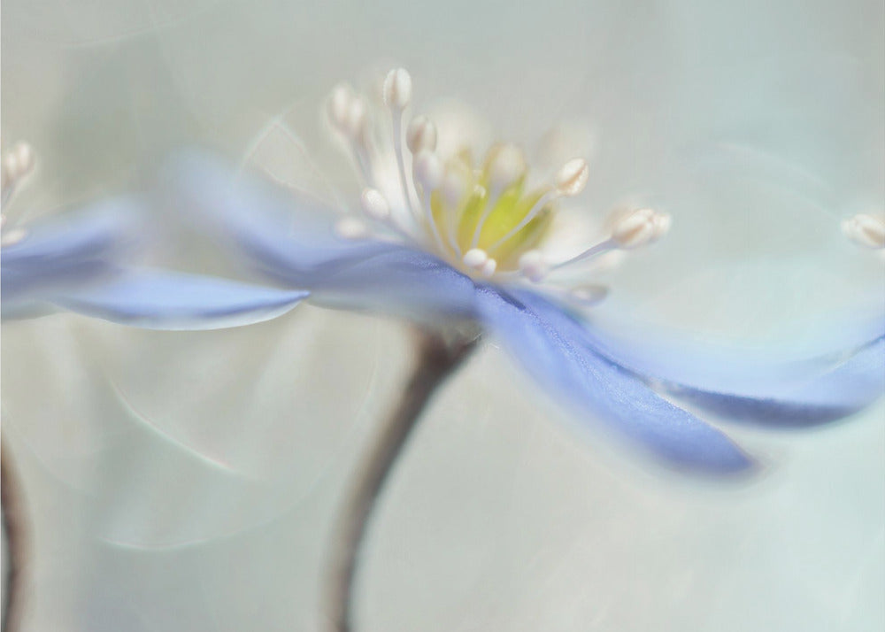 Dancing anemones | Canvas