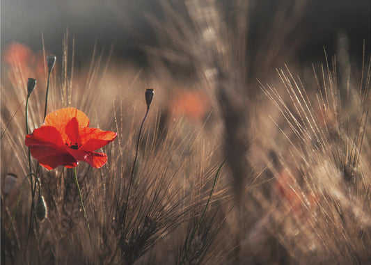 Poppy with corn | Poster