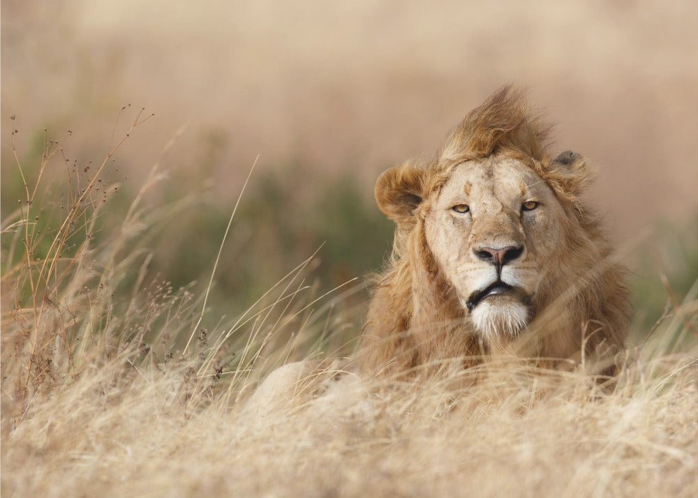 Handsome! | Canvas