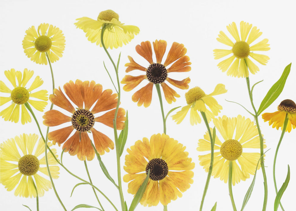 Helenium | Poster