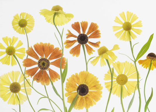 Helenium | Poster