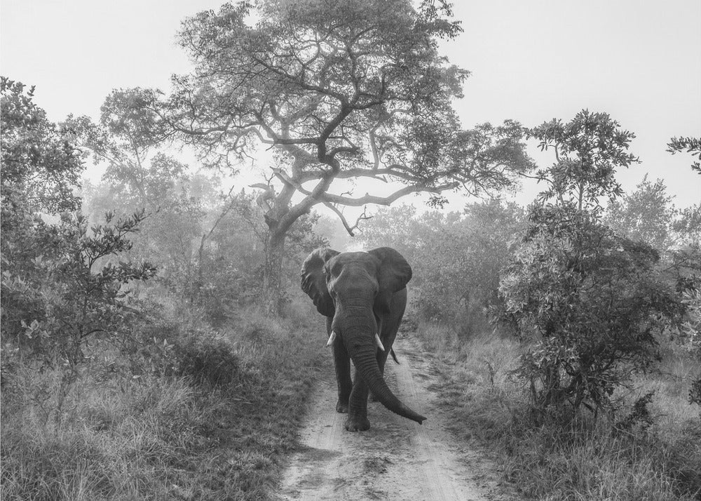 WALKING GIANT | Poster