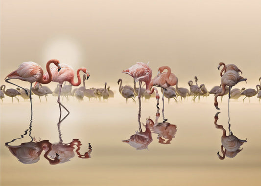 FLAMINGOS | Poster