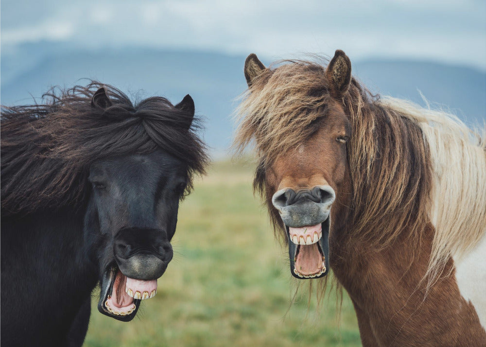 WILD SMILE | Wallpaper