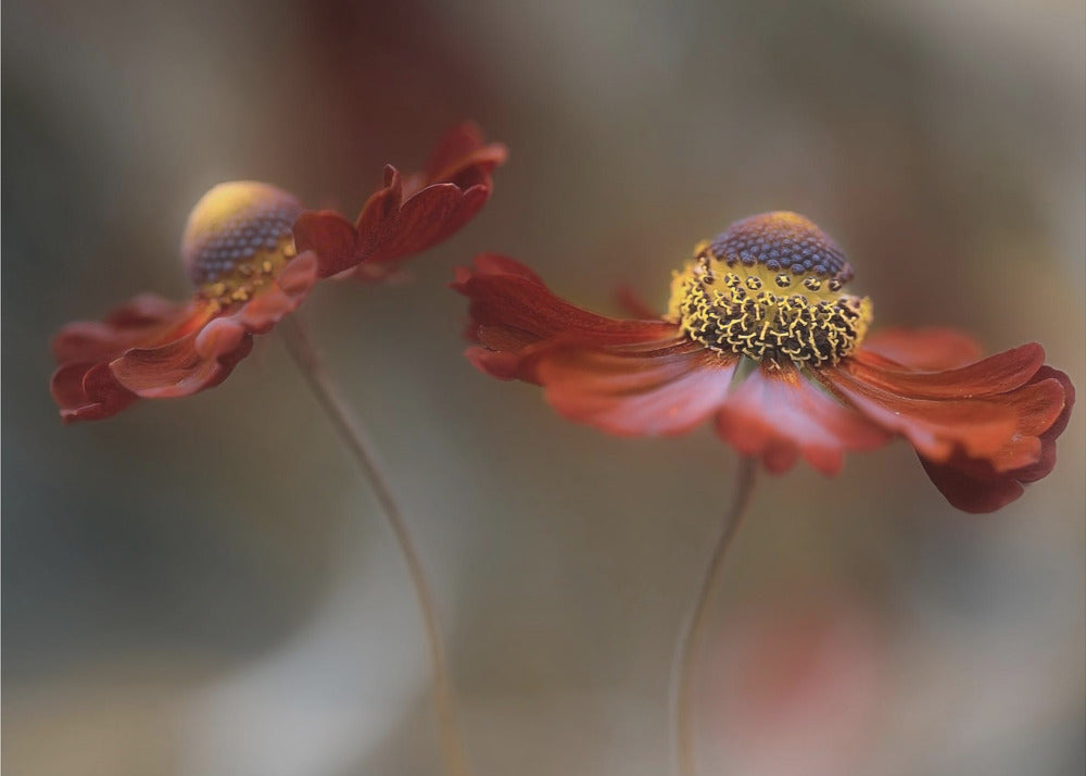 Helenium dance | Poster