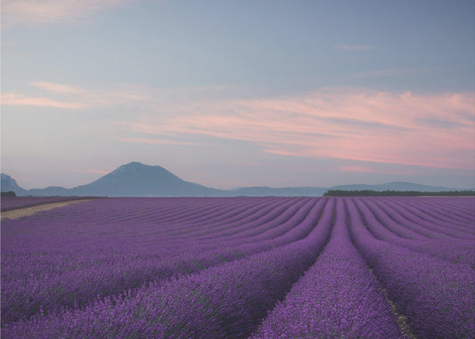 Lavender field | Poster