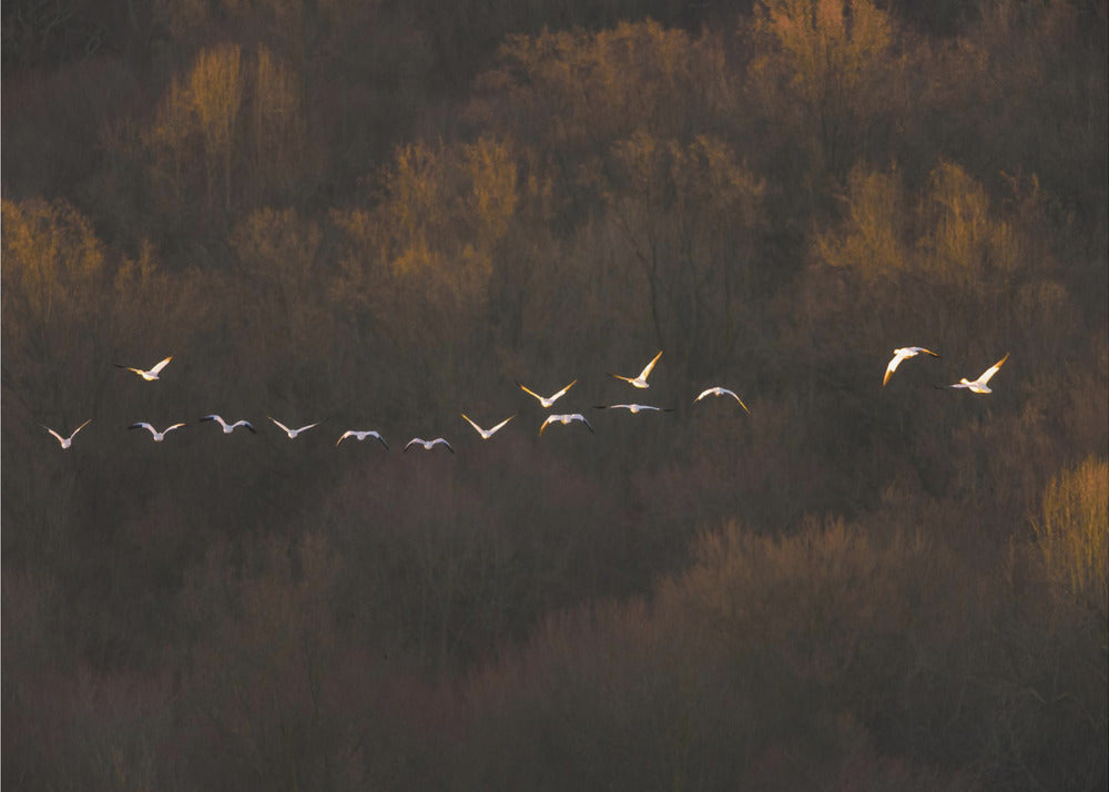 Morning Mood | Poster