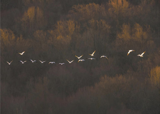 Morning Mood | Poster