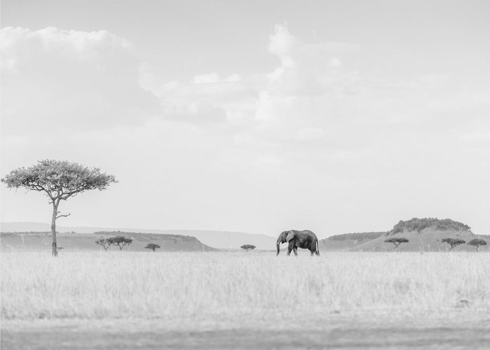 HIGH KEY SAVANNAH | Wallpaper