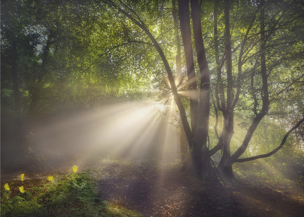 The morning light | Wallpaper