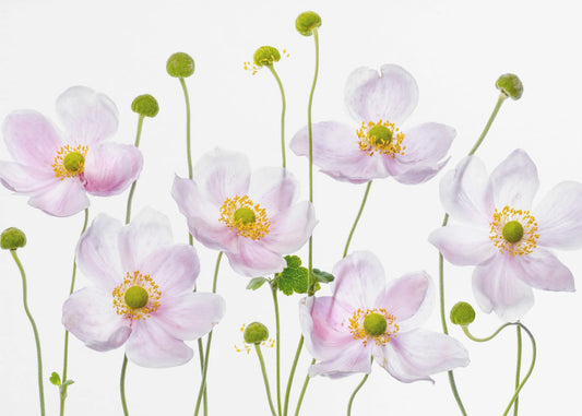 Japanese Anemones | Poster