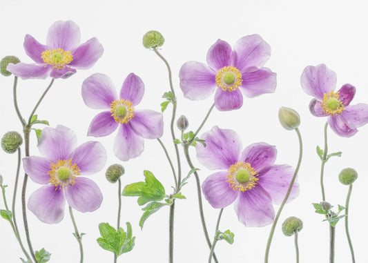 Anemone Japonica | Poster