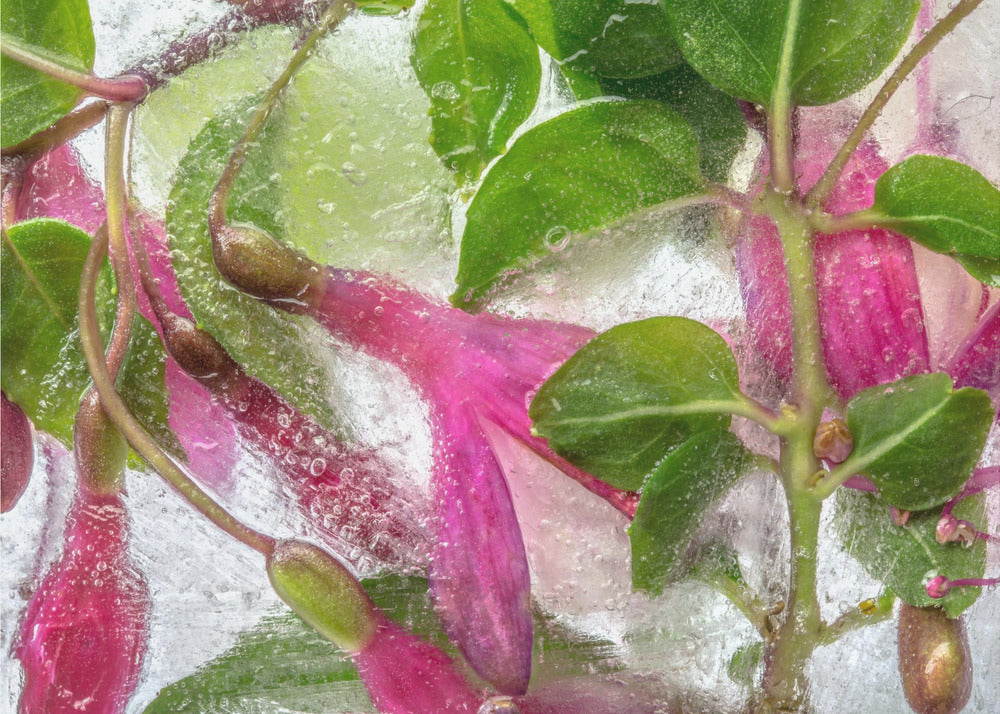 Fuchsia freeze | Canvas