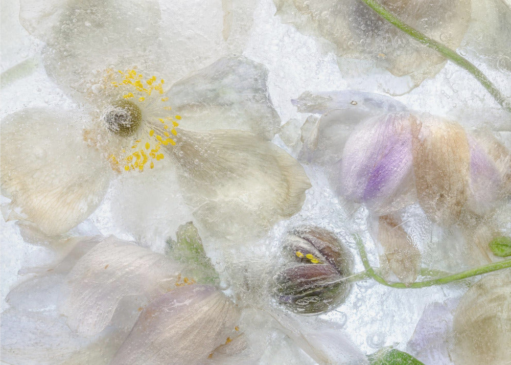 Anemone frost | Poster