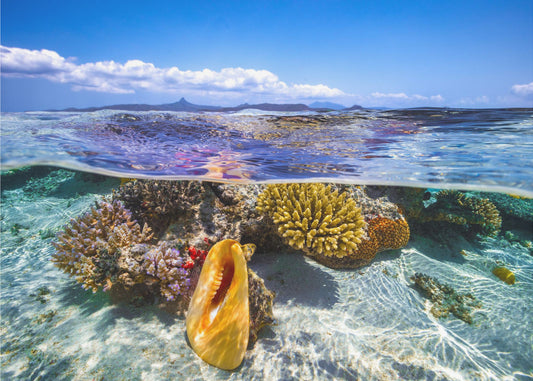 Lagoon life | Poster