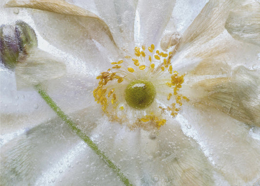 Floral freeze | Poster