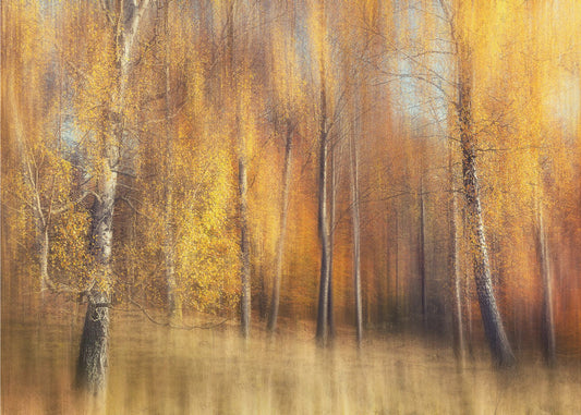 Autumn Birches | Canvas