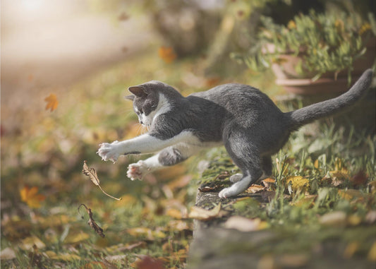 Autumn Play | Poster