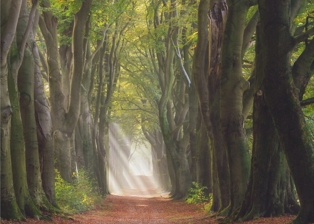 A Glorious Day | Canvas