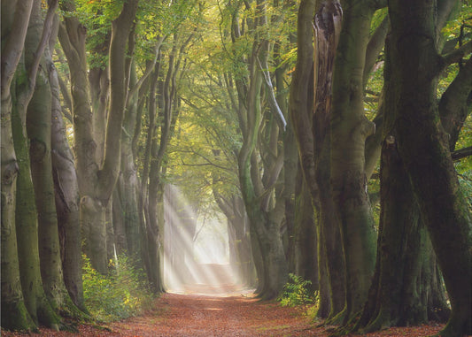 A Glorious Day | Canvas