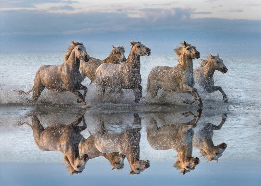 Horses and reflection | Canvas