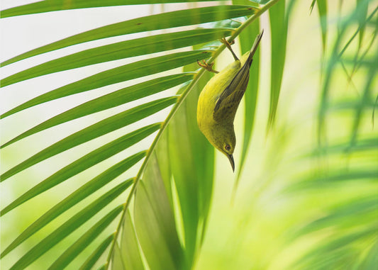 50 shades of green | Canvas