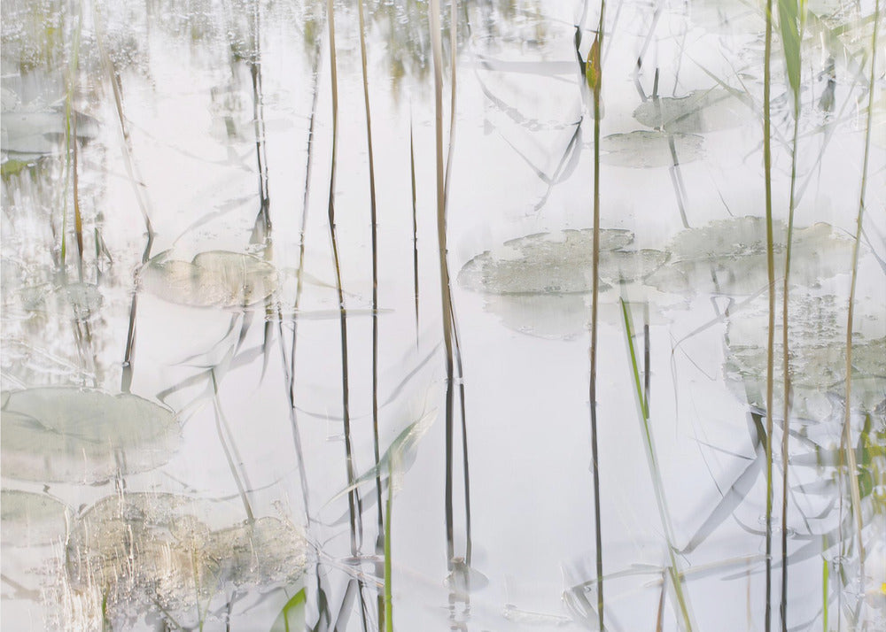 Lily leaves | Canvas