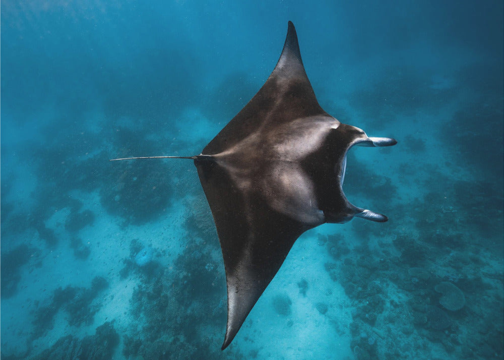 Manta fly!!! | Canvas