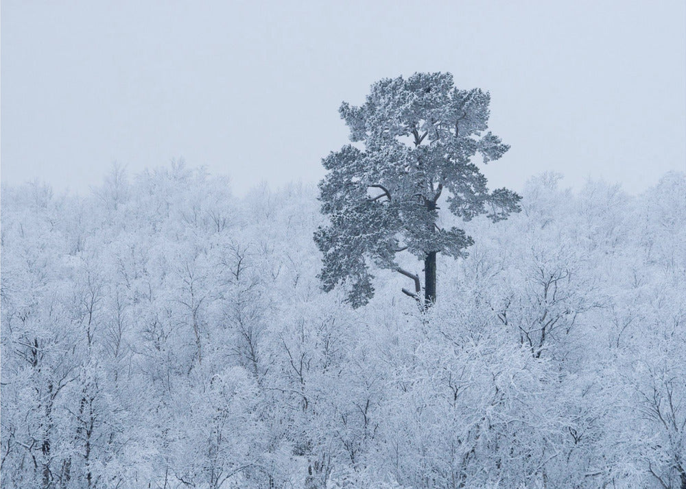 First snow | Wallpaper
