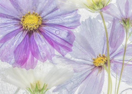 Cosmos cool | Poster