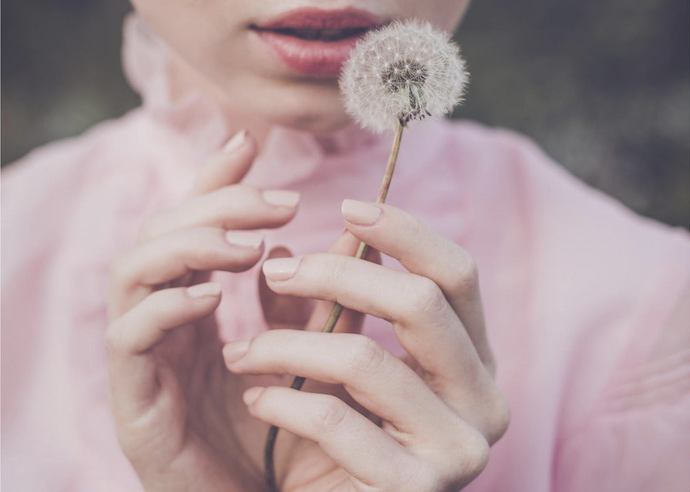 Dandelion | Canvas