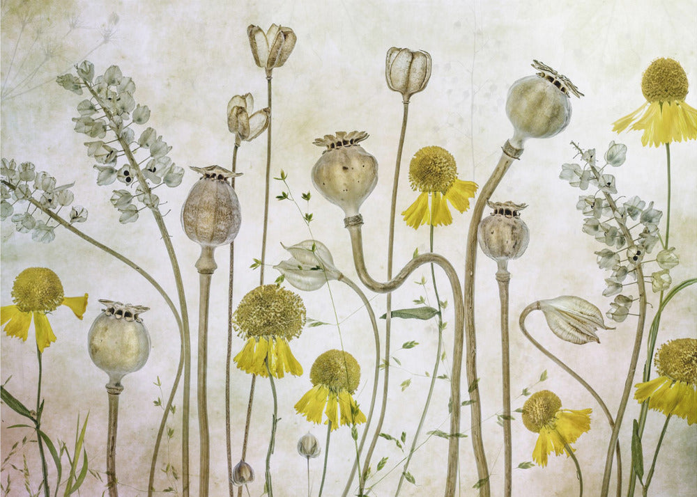 Poppies and Helenium | Canvas