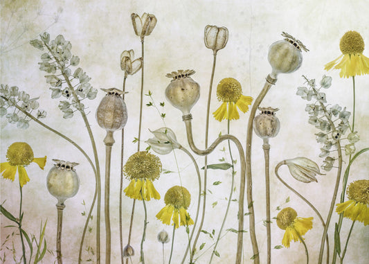 Poppies and Helenium | Canvas