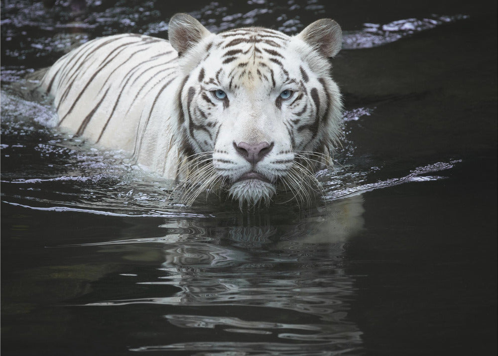 Looking at Me Looking at You | Canvas