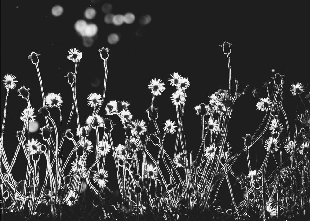 The Little Flowers | Wallpaper