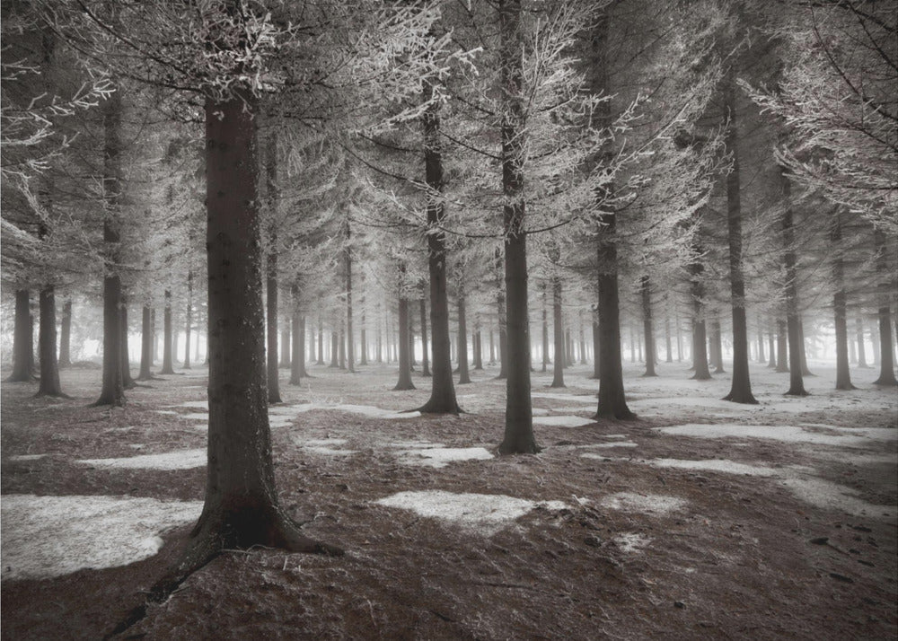 The onset of winter | Poster