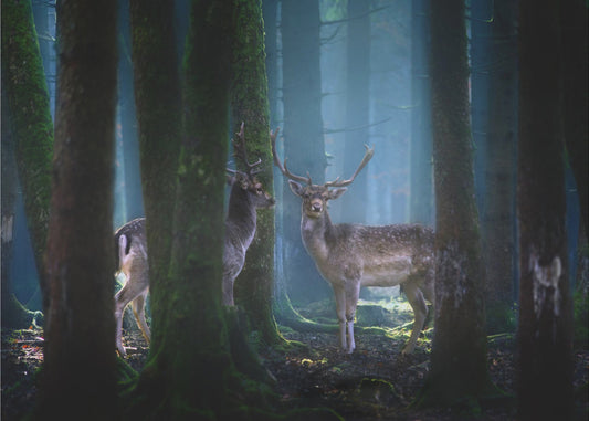 Deers | Poster