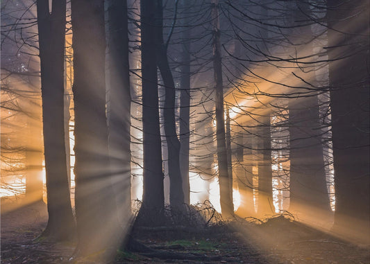 Forest | Canvas