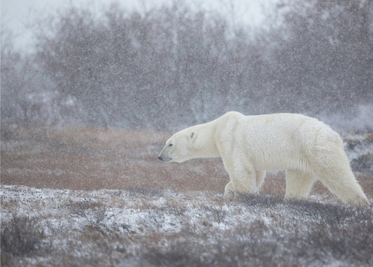 Let it Snow! | Canvas