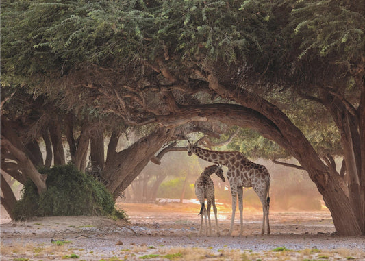 Giraffe - Namibia | Poster